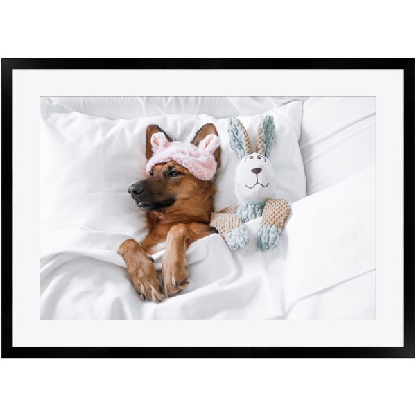 Susser Schlafender Hund Im Bett Poster Mit Holzrahmen 50x70 Cm Hunde Natur Poster Poster Wandstyle Com