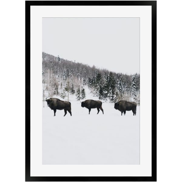Wisente Im Winter Poster Mit Holzrahmen 50x70 Cm Tierwelt Natur Poster Poster Wandstyle Com